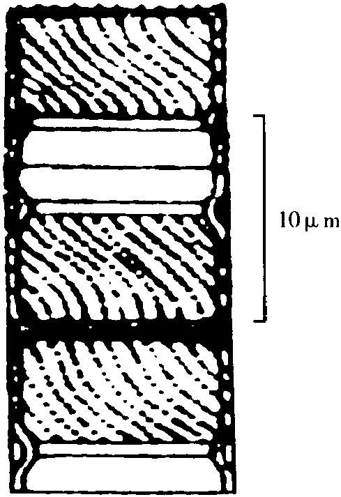 1.模糊直链藻